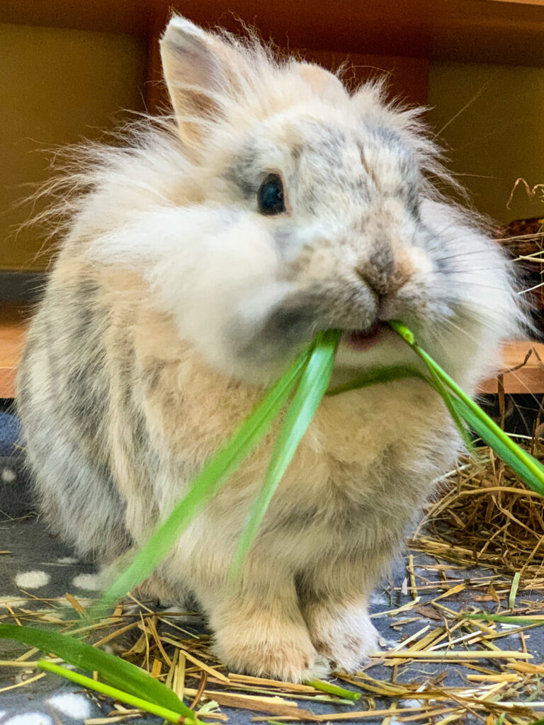 Lapin heureux mangeant de l'herbe